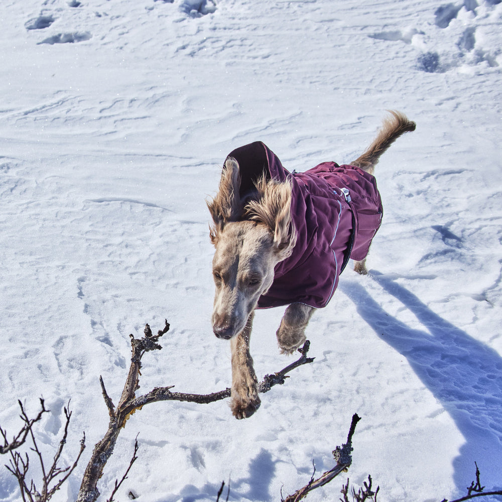 Hund im lilafarbenen Wintermantel springt über Ast in schneebedeckter Landschaft, Winterjacke für extreme Kälte, umweltfreundlich.