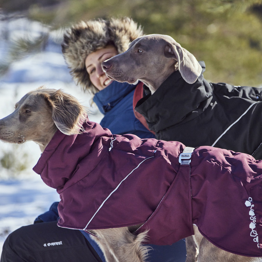 Zwei Hunde in schwarzen und lila Mänteln auf Schnee; Person im blauen Wintermantel im Hintergrund.