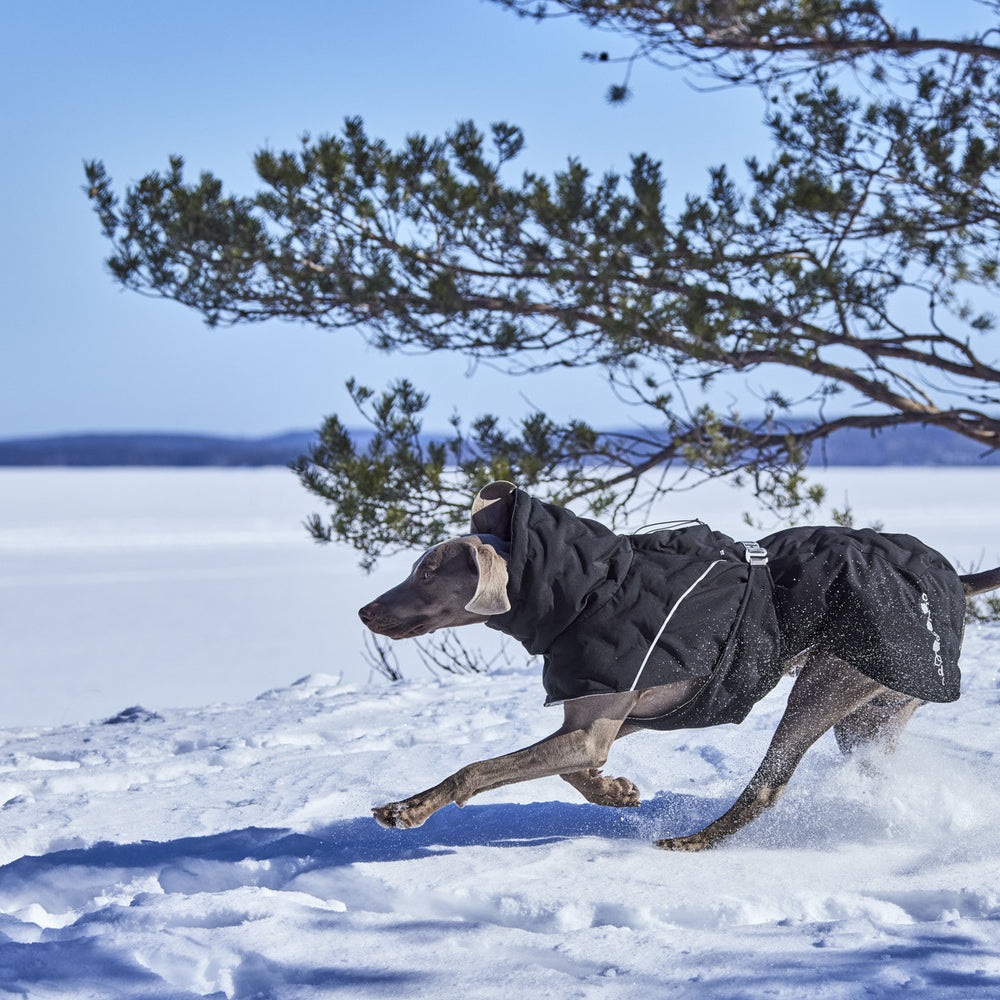 Hund im schwarzen Wintermantel in verschneiter Landschaft mit Baum und schneebedeckter Ebene im Hintergrund. Ideal für kalte Wintertage.