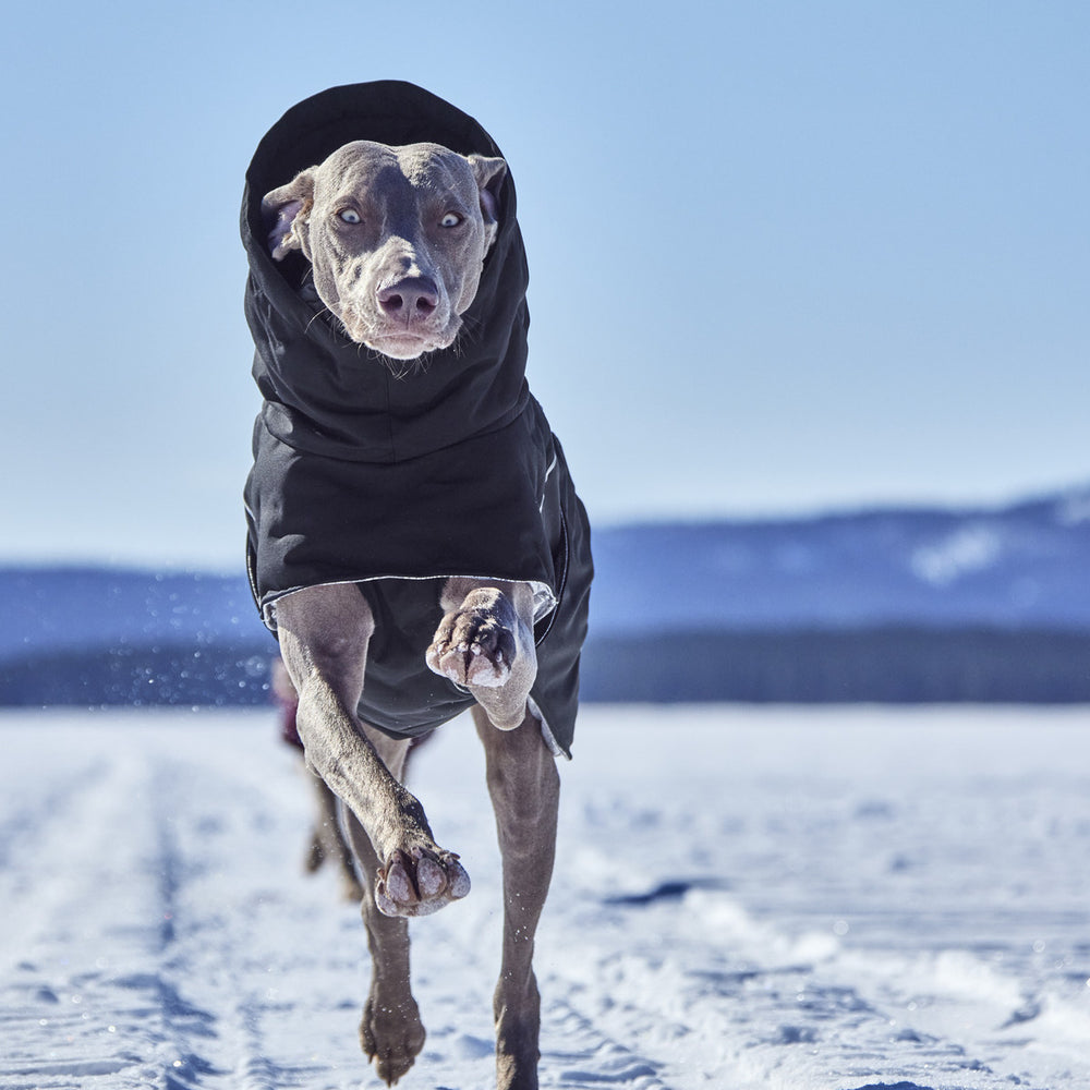 Hund mit schwarzer Winterjacke in Schneelandschaft vor Bergkulisse und klarem Himmel