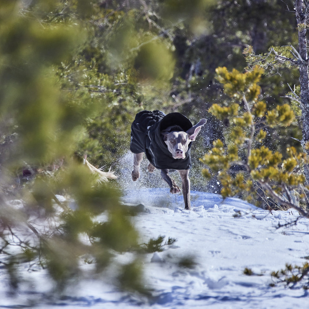 Hund mit dunklem Mantel läuft dynamisch durch verschneite Winterlandschaft, unscharfe Nadelbaum-Äste im Vordergrund.