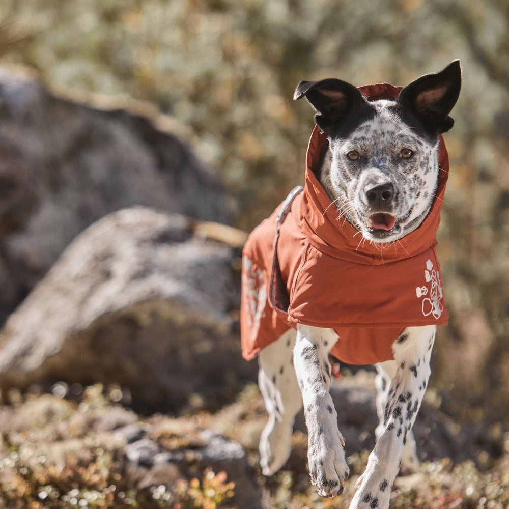 Hund mit orangefarbenem Mäntelchen in der Natur trägt Winterjacke; ideal für kalte Spaziergänge; schwarz-weißes Fell.