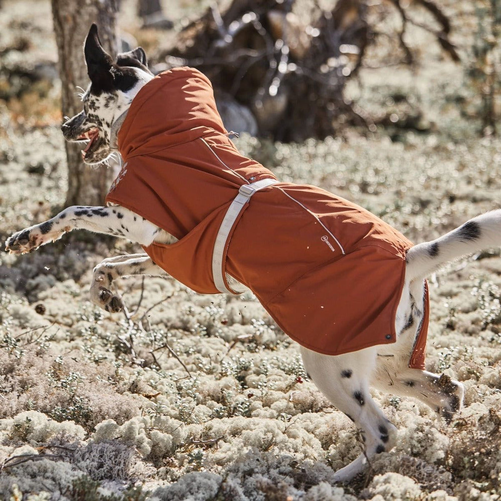 Hund in orangefarbener Winterjacke springt durch Waldlandschaft mit Moos und Bäumen. Perfekt für kaltes Wetter geschützt.