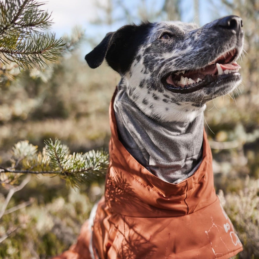 Hund in orangefarbener Winterjacke und grauem Halstuch im Wald, schwarz-weiß geflecktes Fell, warme Winterbekleidung für Hunde.