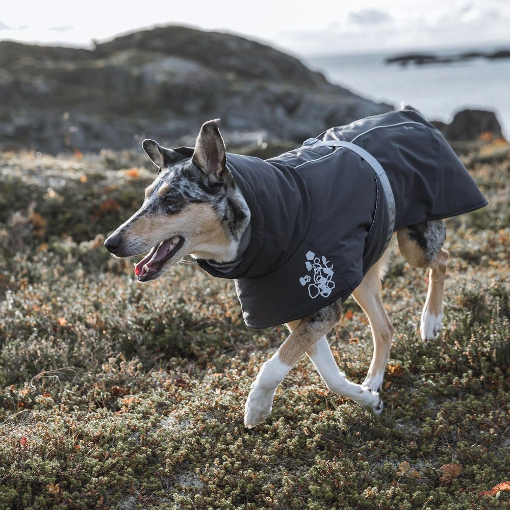 Hund mit dunkelgrauem Mantel auf moosiger Landschaft vor Felsen und Meer. Winterjacke für Hunde, dekoratives Muster, Outdoor-Abenteuer.