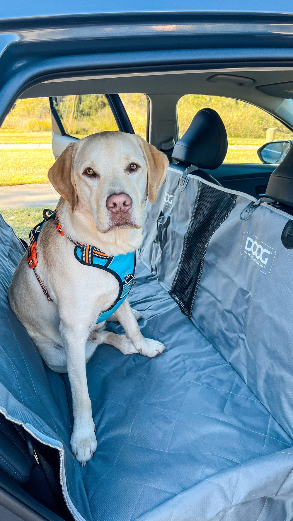 Labrador im Auto mit orange-blauem Geschirr auf grauer Hundedecke, umgeben von Bäumen.
