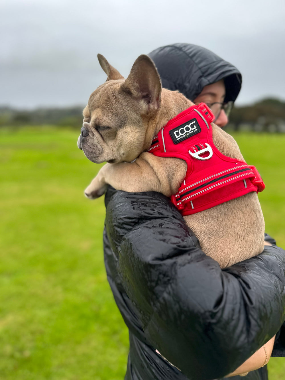 Eine Person hält einen französischen Bulldoggen im roten DOOG Neotech Geschirr, während sie einen schwarzen Mantel trägt.