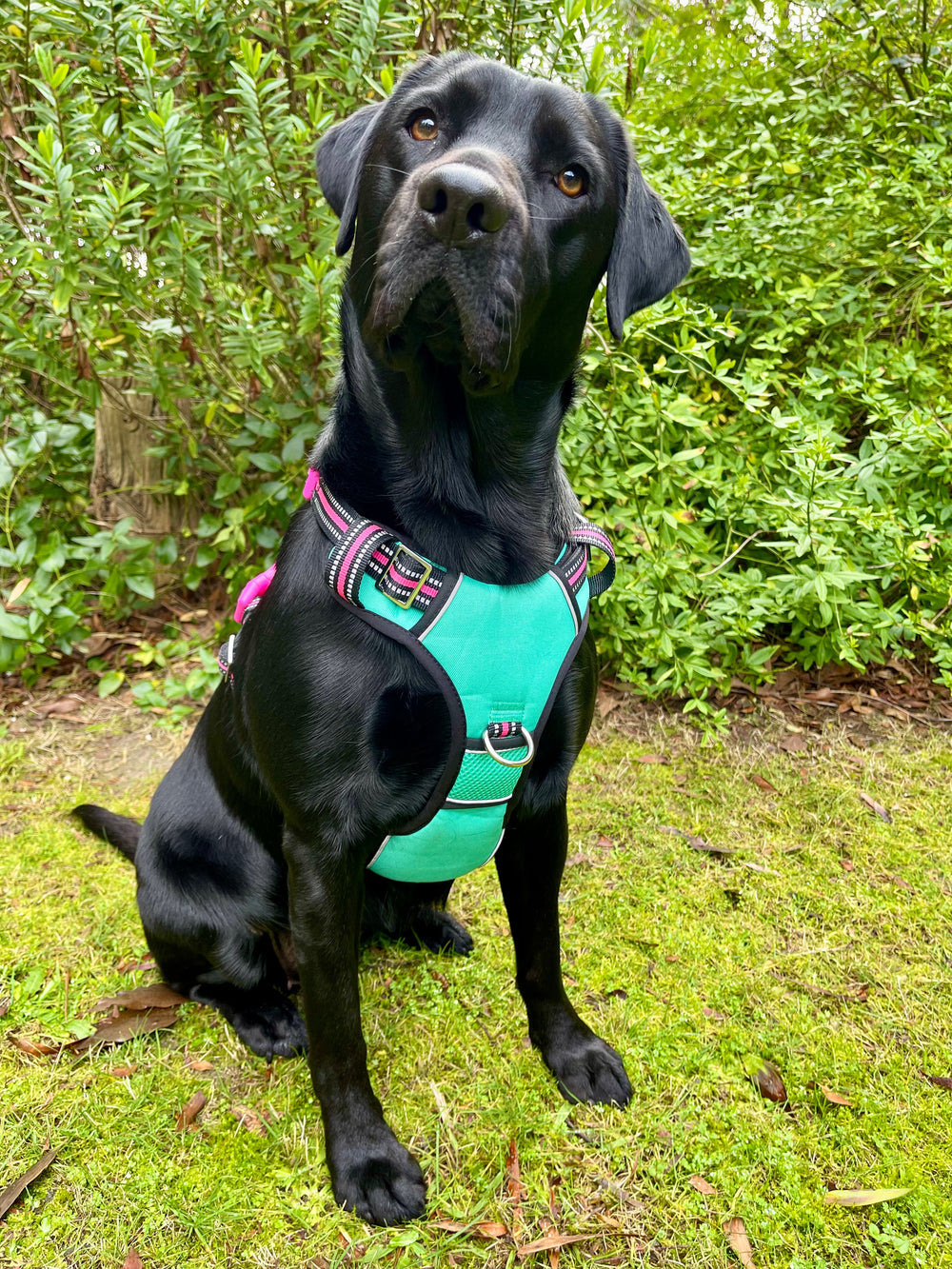 Schwarzer Labrador sitzt auf einer Wiese und trägt ein turquoise Geschirr der DOOG Neotech Collection mit bunten Akzenten.