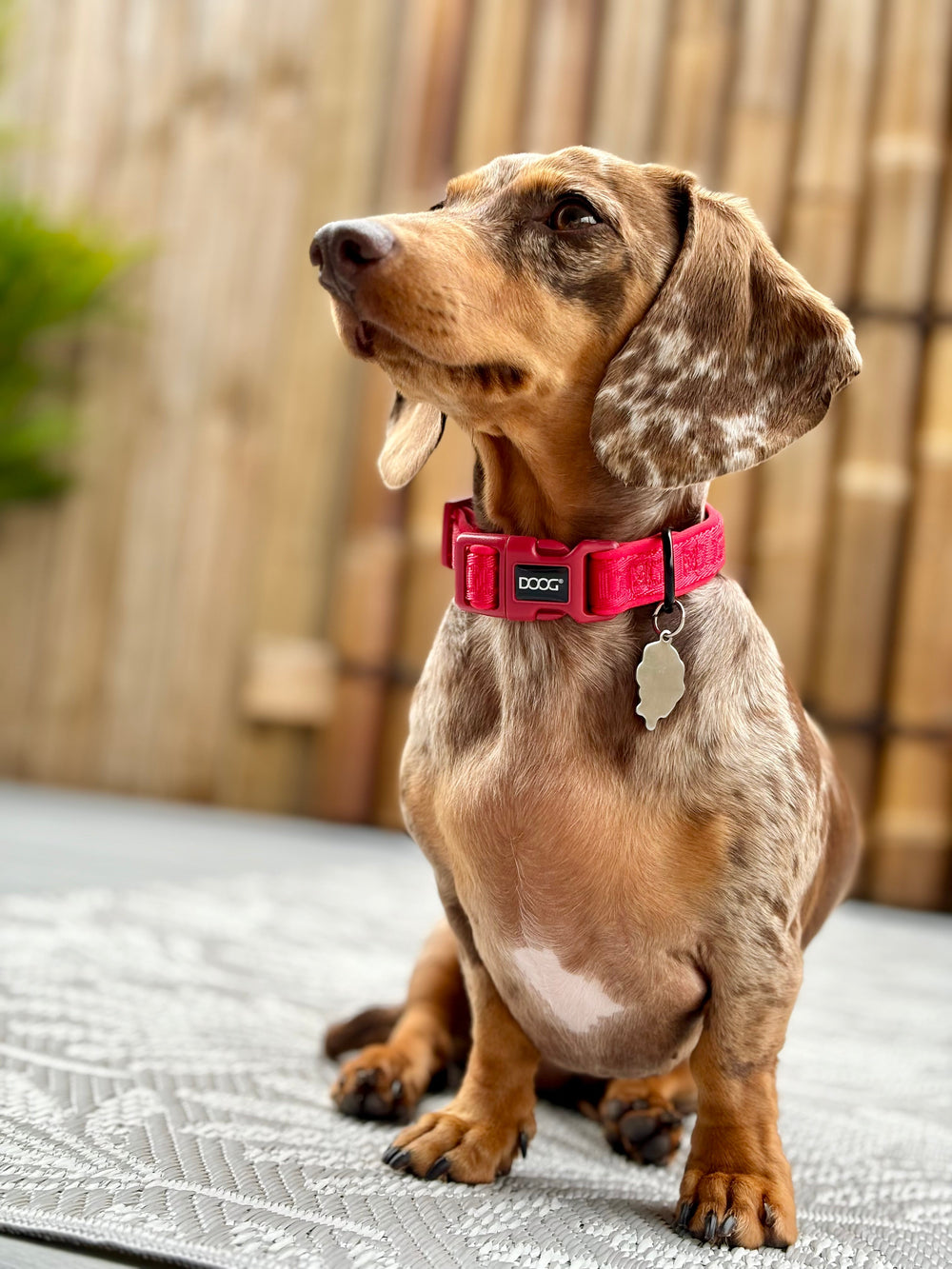 Mittelgroßer Hund mit braun geschecktem Fell trägt pinkes Neopren Halsband auf einem Teppich.
