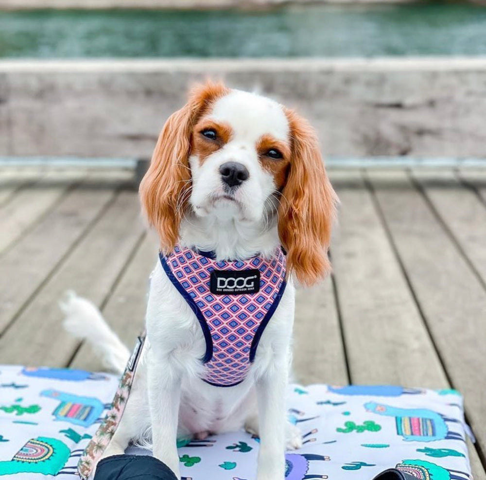 Hund mit weiß-braunem Fell auf buntem Kissen, trägt farbenfrohes Neopren-Geschirr, im Hintergrund Holzplattform und Wasser.