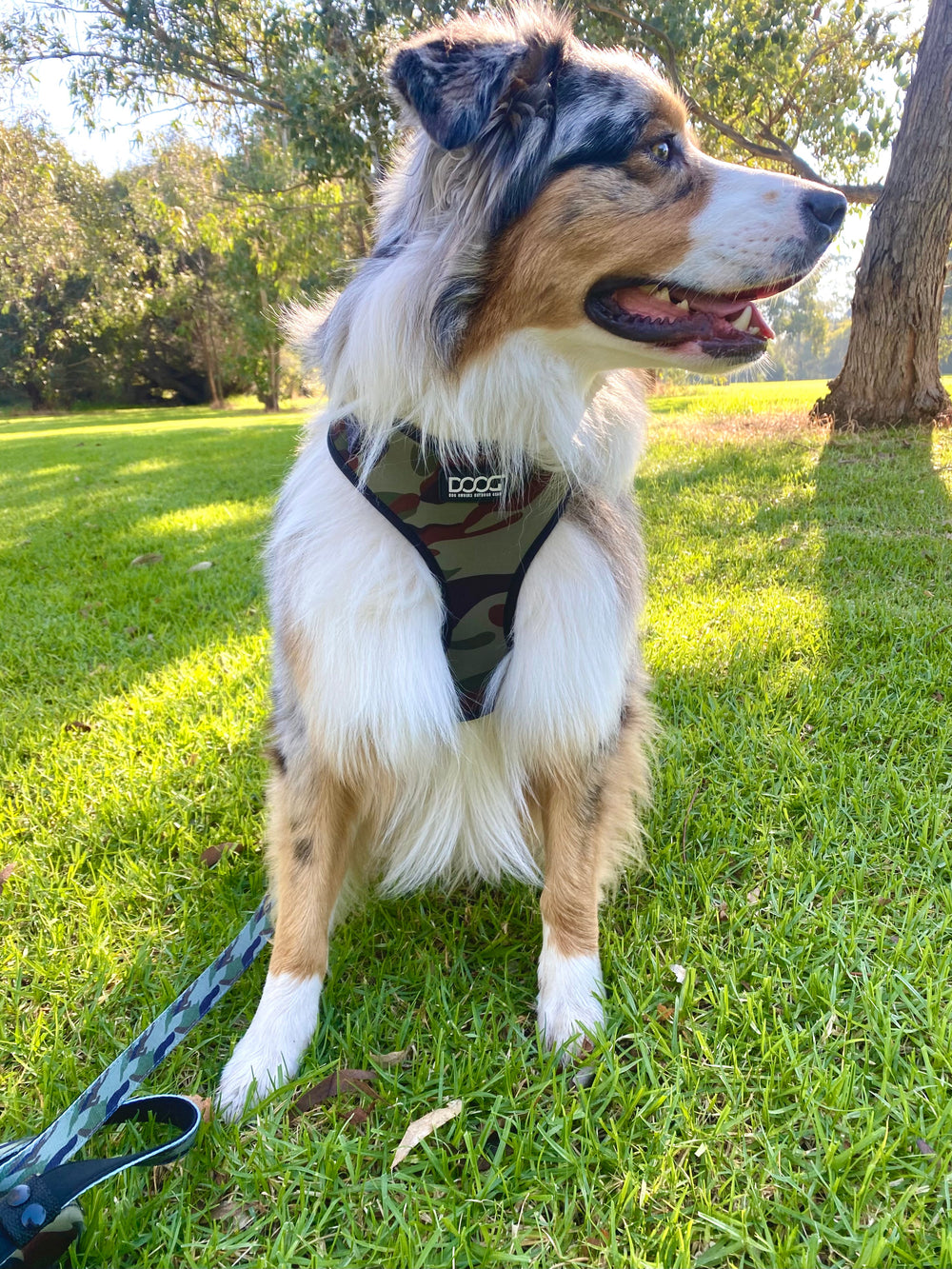 Hund im camouflaged DOOG Neoflex Geschirr auf grüner Wiese, umgeben von Bäumen und Natur.