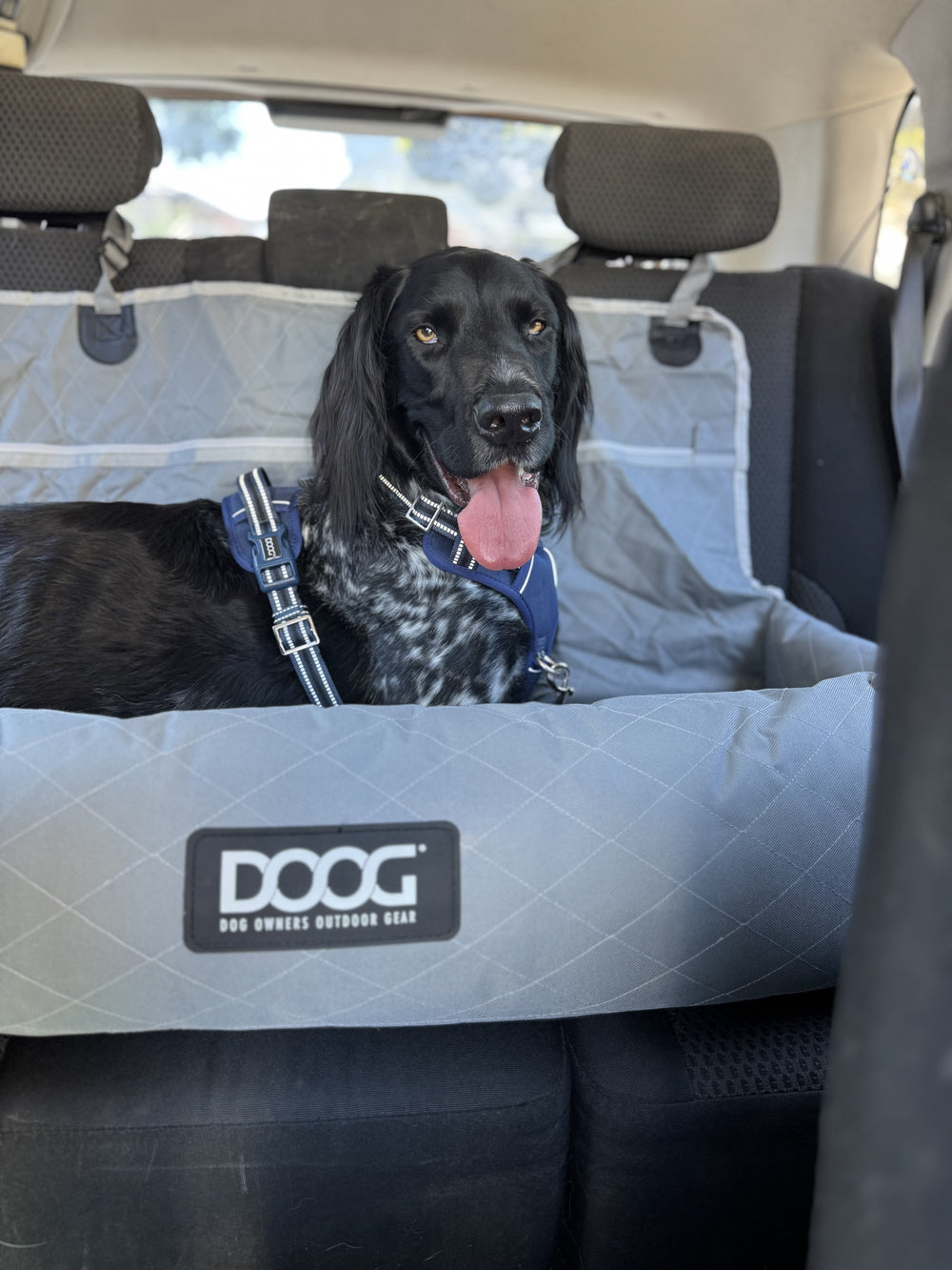 Schwarz-weißer Hund sitzt auf einer gepolsterten DOOG-Hundematte im Auto.