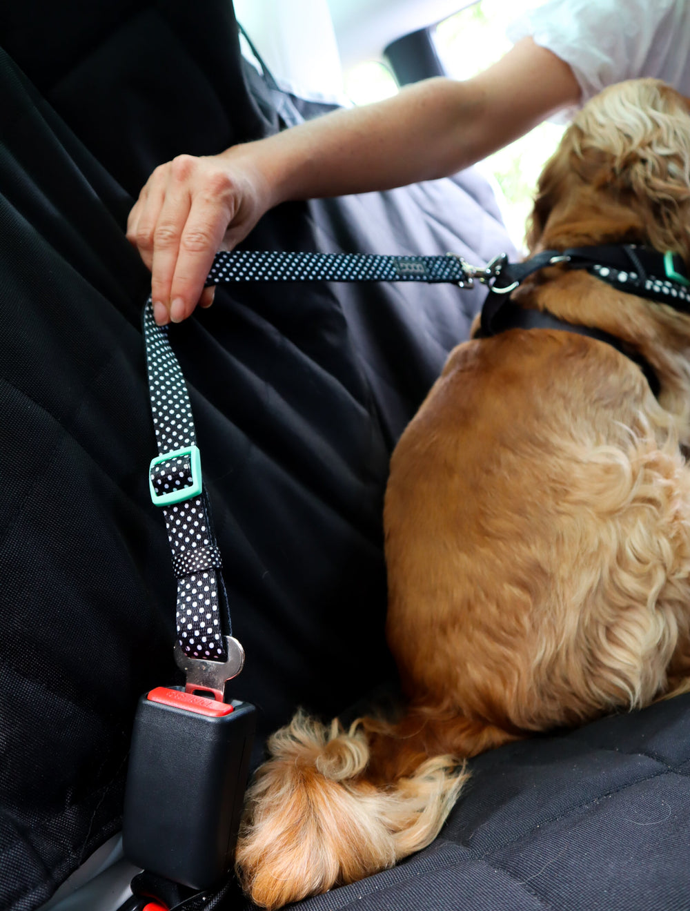 Hund im Auto mit Sicherheitsgeschirr, das am Sicherheitsgurt befestigt ist. Sicherheit für Haustiere unterwegs.