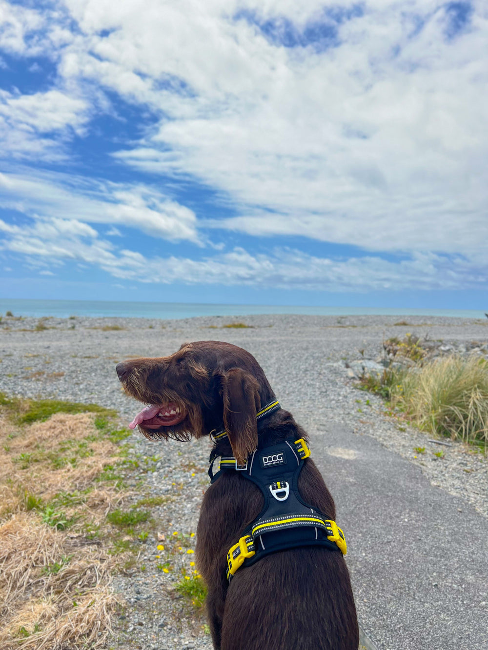 Brauner Hund im Geschirr der DOOG Neotech Collection steht auf Kiesweg vor hügeliger Landschaft und bewölktem Himmel.