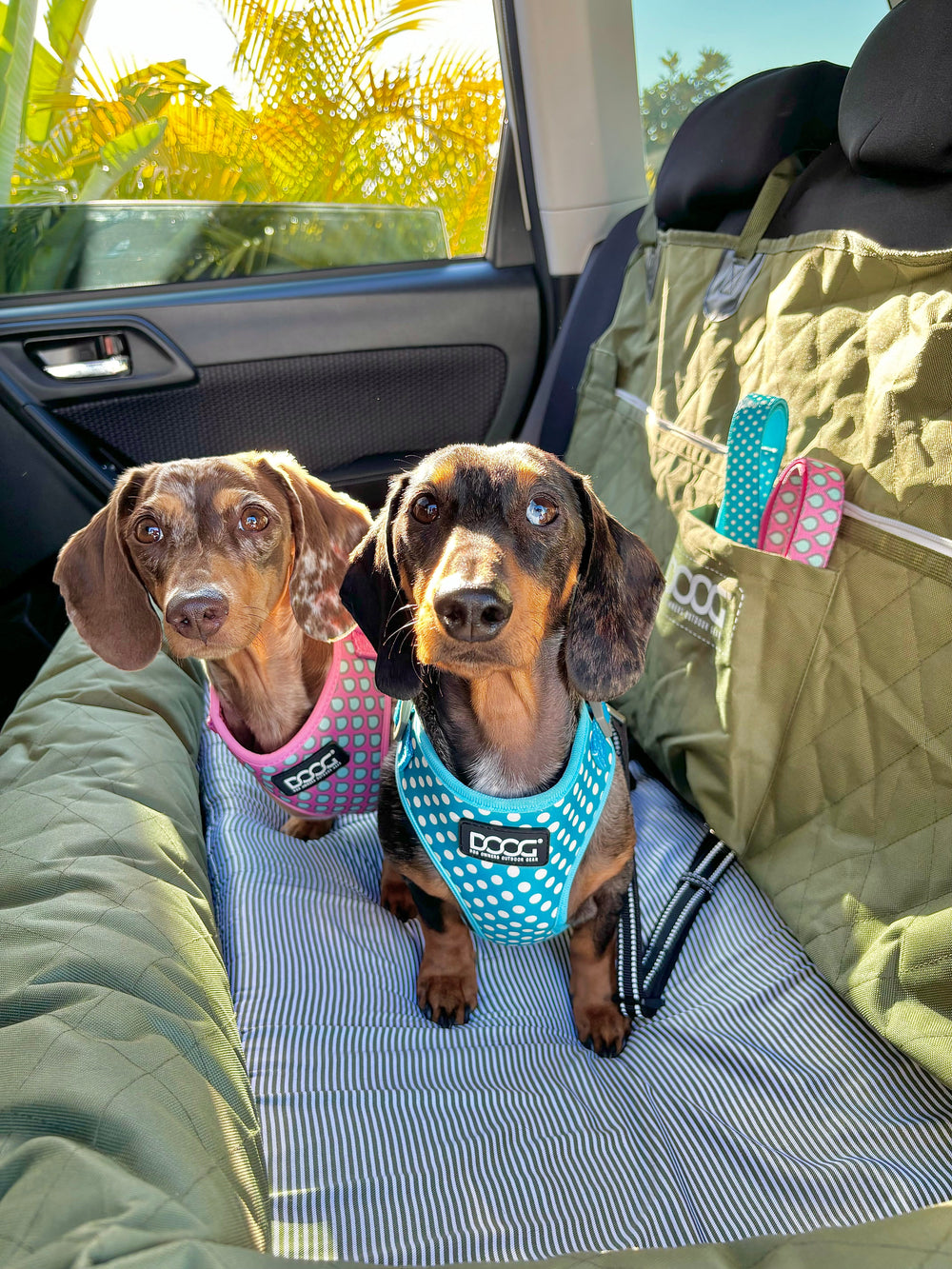 Zwei Dachshund-artige Hunde im Auto mit bunten Geschirren, umgeben von grünen Pflanzen auf der Rückbank.