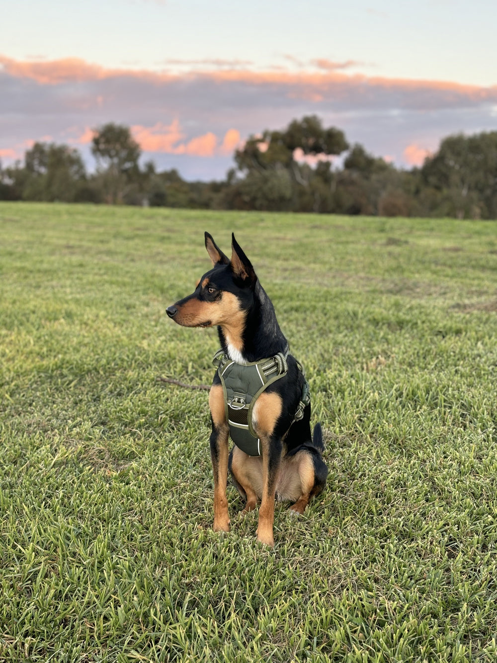 Schwarz-brauner Hund im grünen DOOG Neotech Geschirr sitzt auf einer Wiese mit Bäumen und buntem Himmel im Hintergrund.