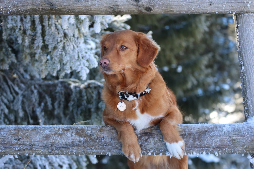 Brauner Hund mit weißen Abzeichen sitzt auf einem Holzzaun in winterlicher Landschaft, schaut aufmerksam in die Ferne.