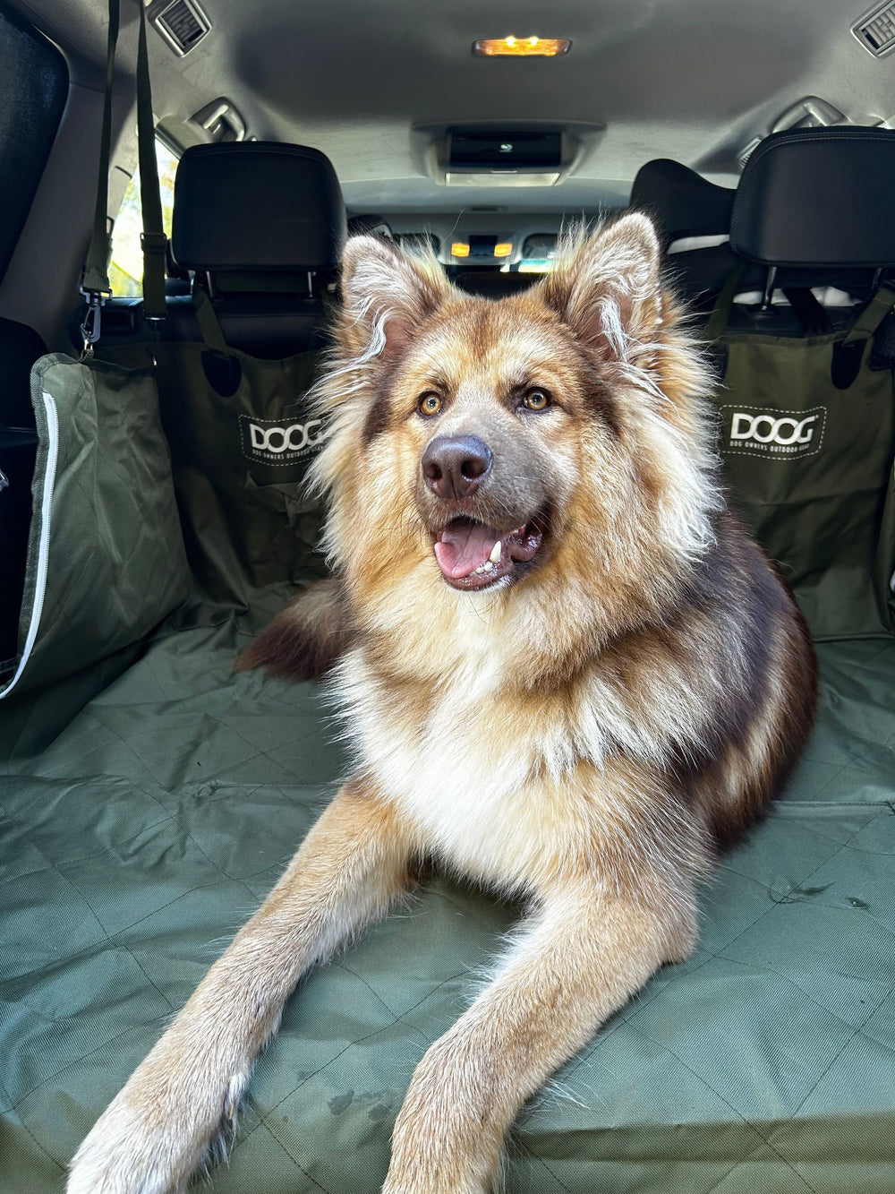 Brauner Hund entspannt auf grüner Autofolie im Rückraum eines Autos, freundlicher Ausdruck und sichtbare Sitze im Hintergrund.