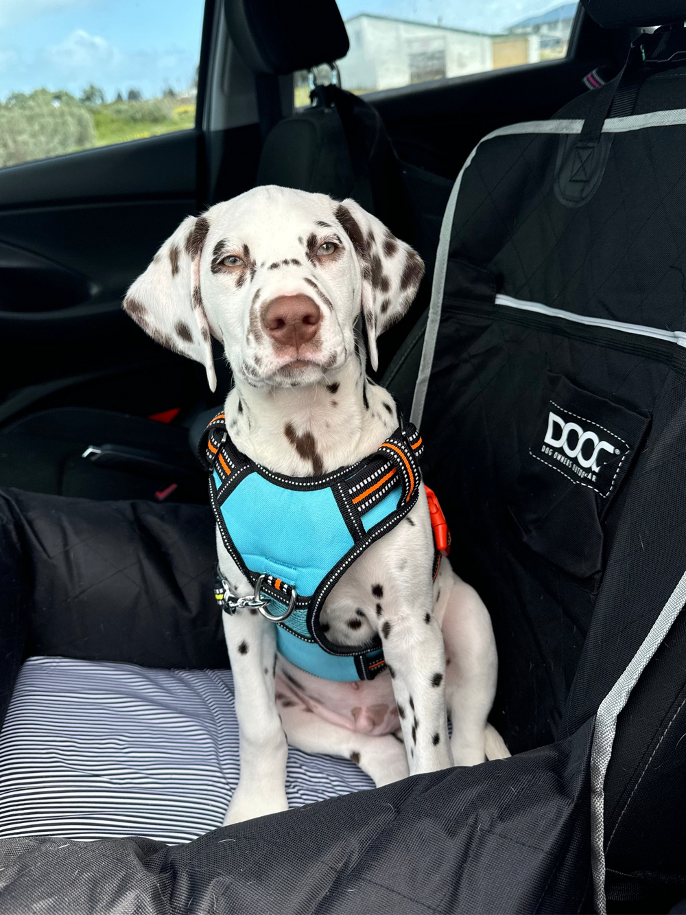 Dalmatiner-Welpe im Auto mit hellblauem Geschirr auf schwarzer Autoschonde. Sicherheit für Hunde im Fahrzeug.