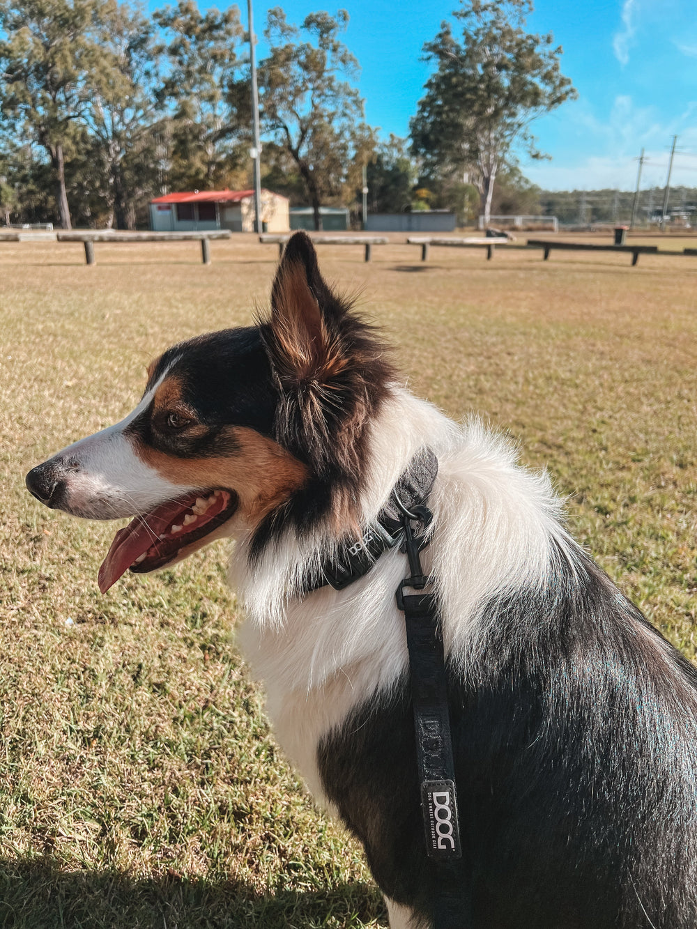 Schwarz-weißer Hund mit Geschirr und Leine auf grünem Rasen im Park, bereit für einen Spaziergang.