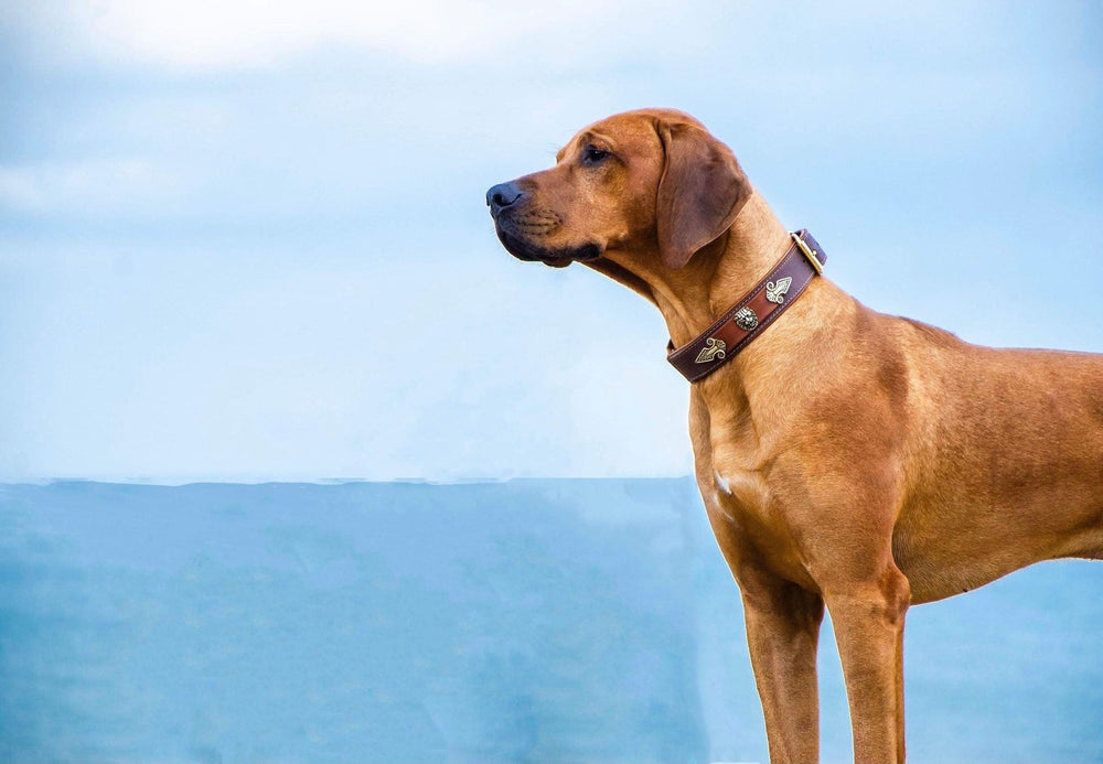 Brauner Hund schaut aufmerksam in die Ferne, trägt ein verziertes Halsband, unscharfer Landschaftshintergrund.