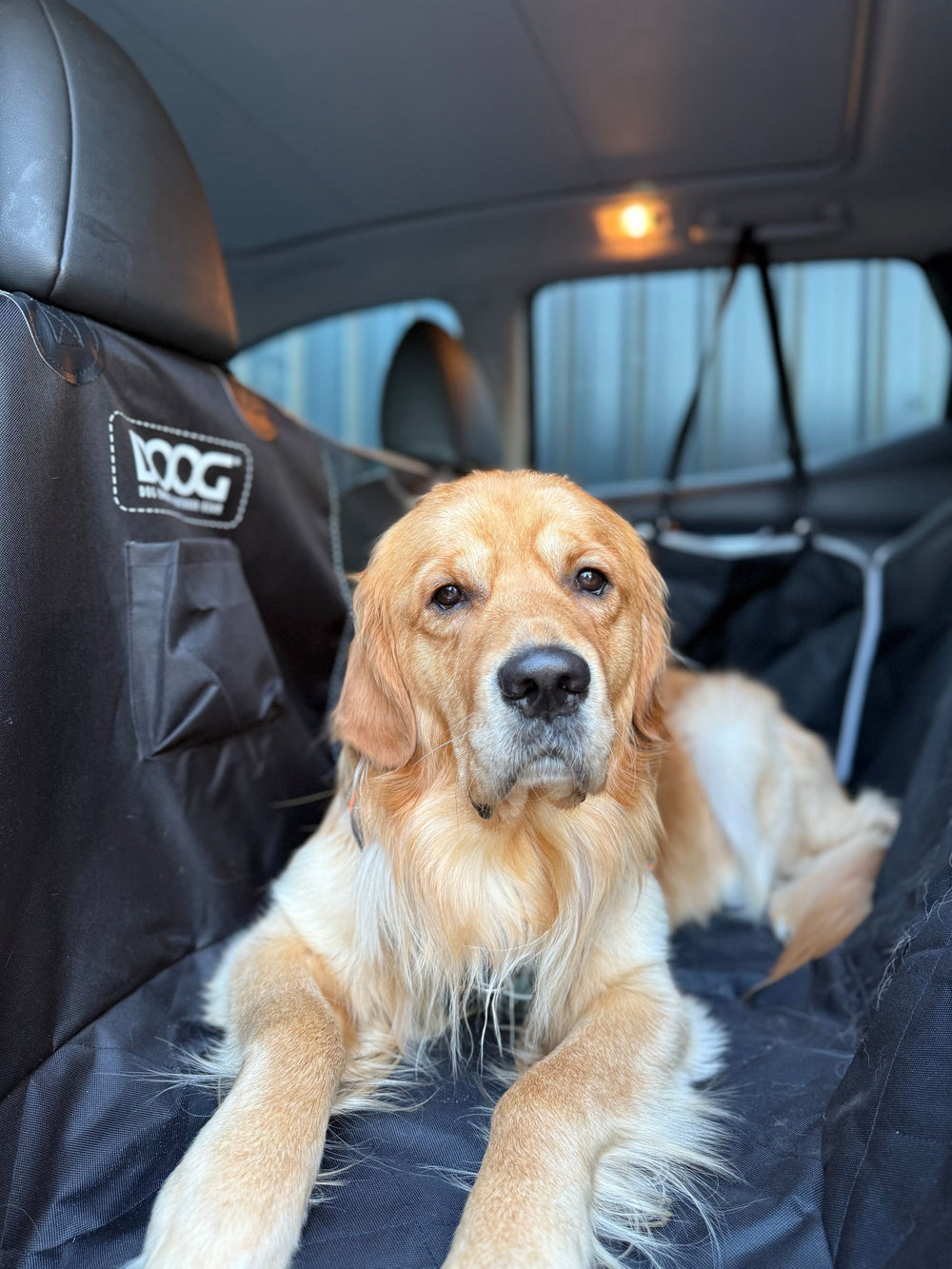 Golden Retriever entspannt auf dunklem Autositz mit gefüttertem Schutzbezug, sanftes Licht im Hintergrund.