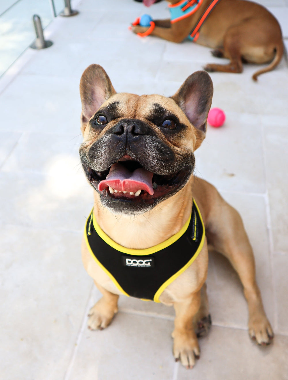 "Französische Bulldogge mit schwarzem Geschirr von DOOG Neoflex auf hellem Steinboden, freundlich und verspielt."