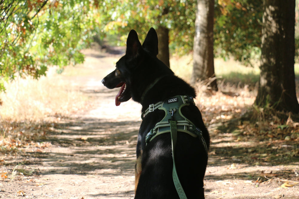 Schwarzer Hund im Wald auf schmalem Weg, trägt grünes Geschirr der DOOG Neotech Collection.