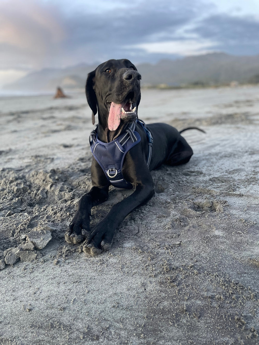 Schwarzer Hund am Strand mit blauem Geschirr, umgeben von Bergen und bewölktem Himmel.