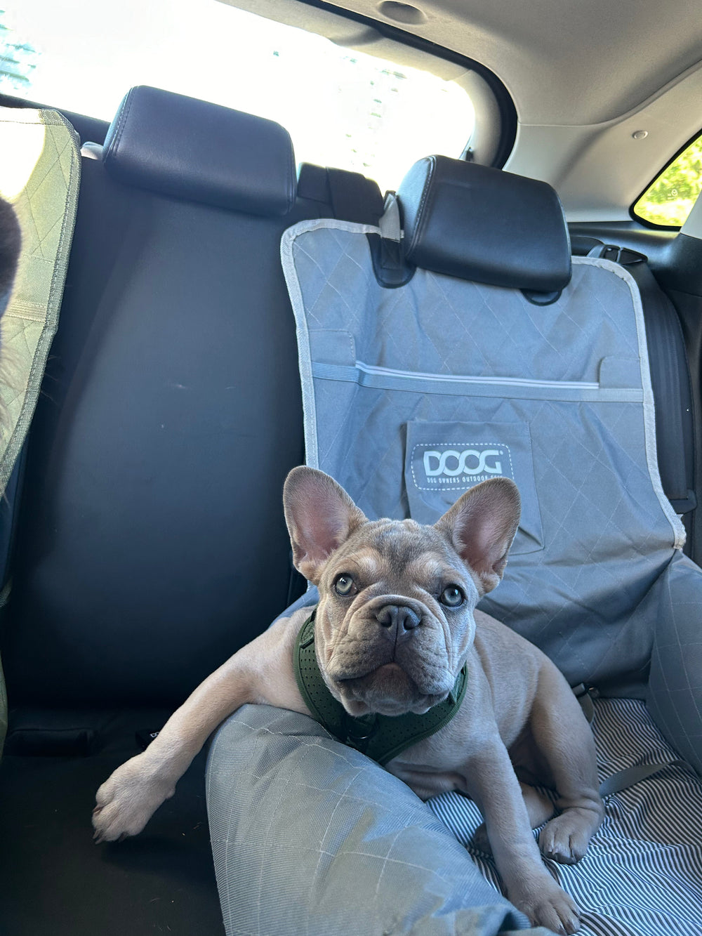 Französische Bulldogge auf einem Autositz mit grauer Decke und grünem Geschirr, bequem und sicher unterwegs.