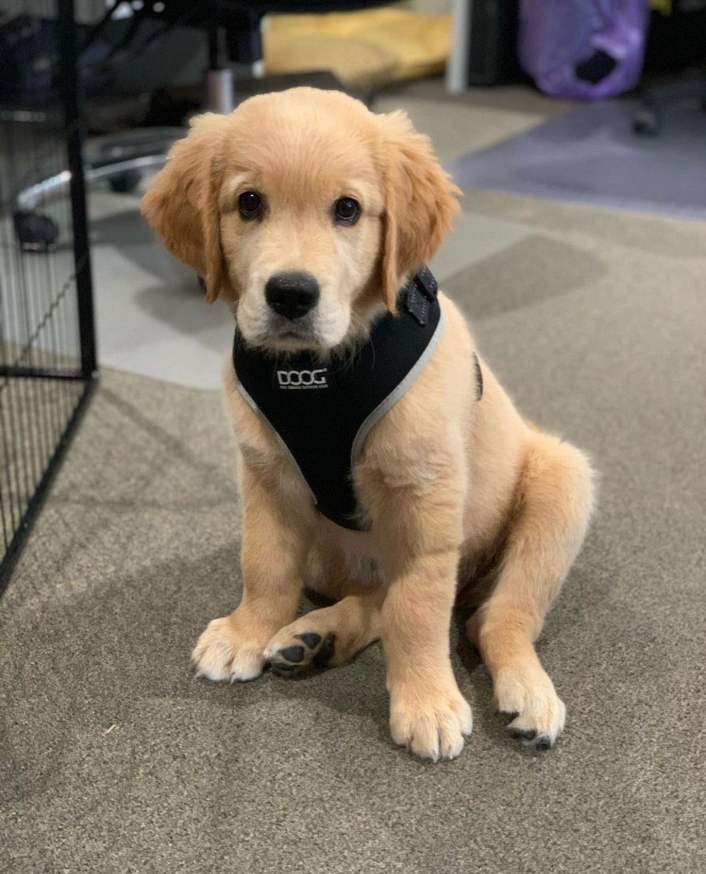 Junger Golden Retriever Welpe in schwarzem Neoprene Geschirr sitzt auf grauem Teppich in eingerichtetem Raum.