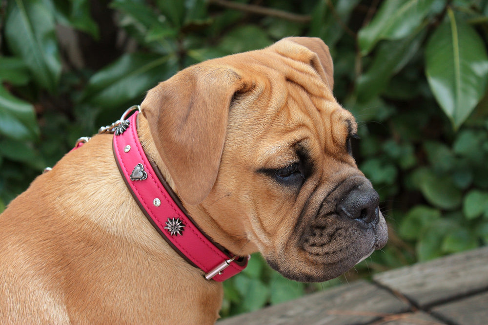 Hund mit braunem Fell trägt pinkes Halsband im Herzen, rund um ihn grüne Blätter.