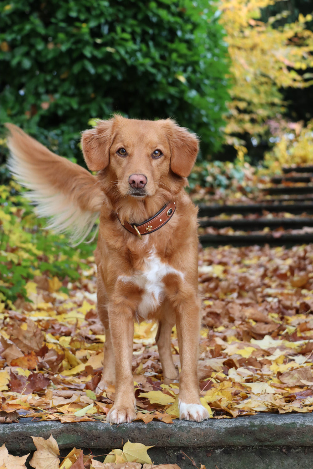 Hund mit goldenem Fell trägt das Halsband Dark Diamond auf einer herbstlichen Treppe mit bunten Blättern.