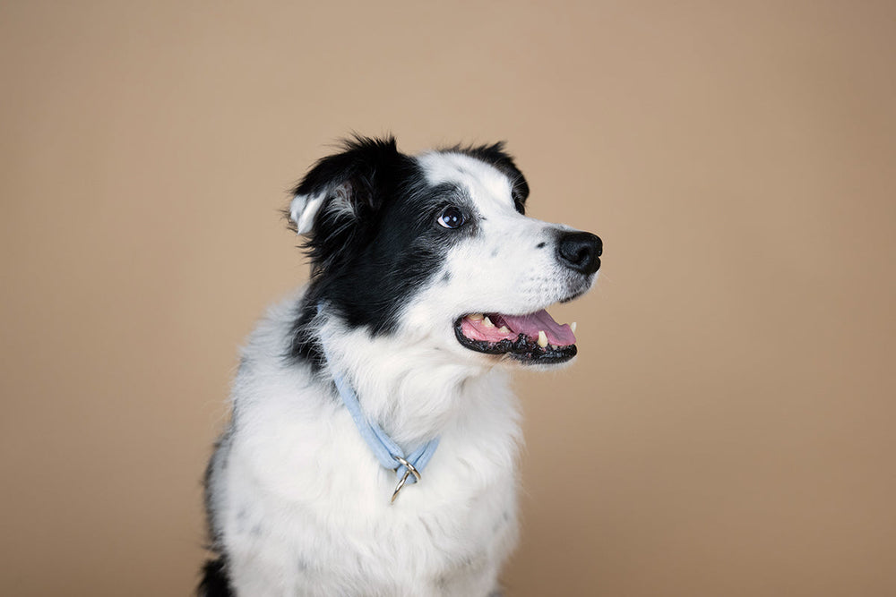 "Border Collie mit schwarz-weißem Fell trägt ein hellblaues Halsband vor neutralem Hintergrund."