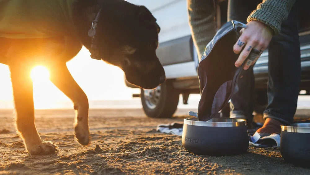 Hund schaut neugierig zur Person, die Futter für ihn in einer Schüssel auf den Boden stellt.