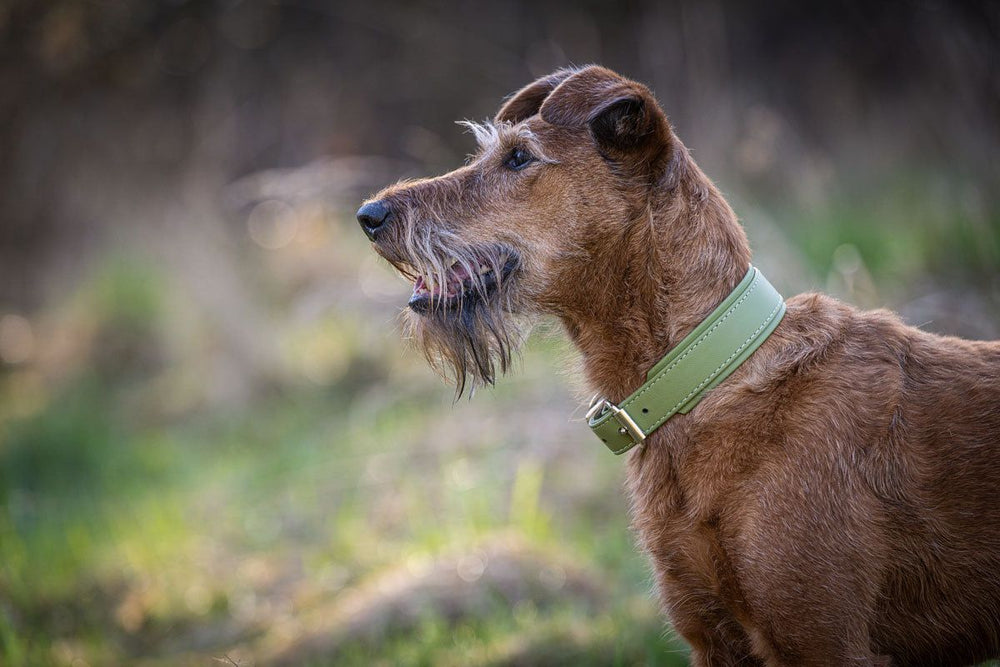 Brauner Hund im Profil mit grünem Halsband vor verschwommenem grünem Hintergrund. Ideal für Tierliebhaber und Hundebesitzer.
