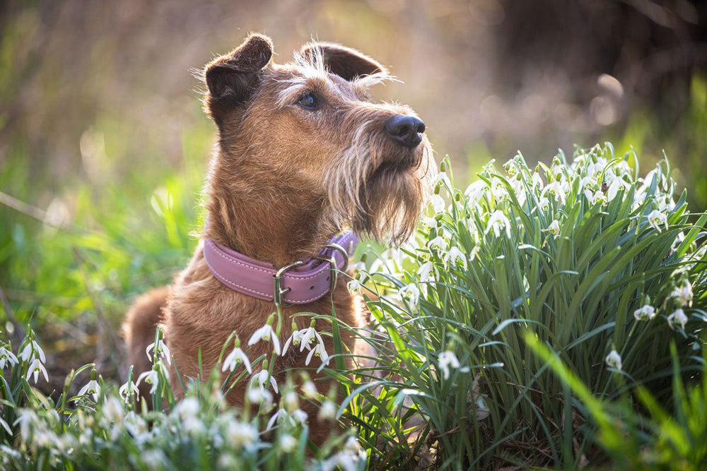 Hunde mit braunem Fell und rosa Halsband liegen auf einer Wiese mit Schneeglöckchen und schauen aufmerksam nach oben.