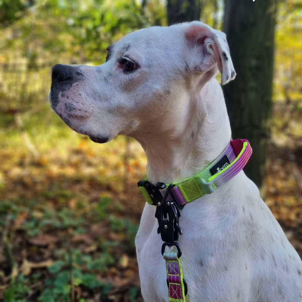 Weißer Hund mit schwarzem Ohrfleck trägt ein buntes Nylonhalsband in der Natur. Konzentration pur!