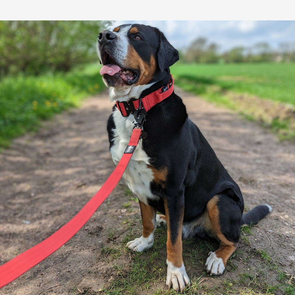 "Kleiner Hund mit rotem Halsband aus Nylon sitzt an einer roten Leine auf einem grünen Weg mit Bäumen."