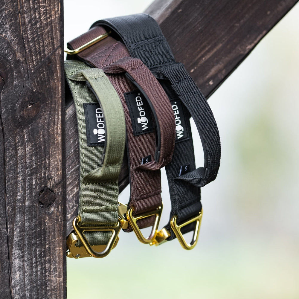 "Halsbänder für kleine Hunde aus Nylon in Grün, Braun und Schwarz, mit goldenen Karabinern am Holzpfosten hängend."