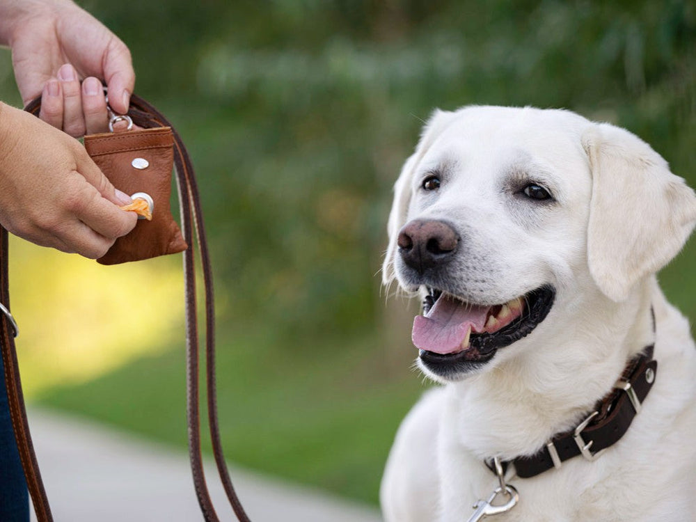 Fröhlicher weißer Labrador mit braunem Leder-Hundehalsband und Leinenansatz in unscharfem, grünem Hintergrund.