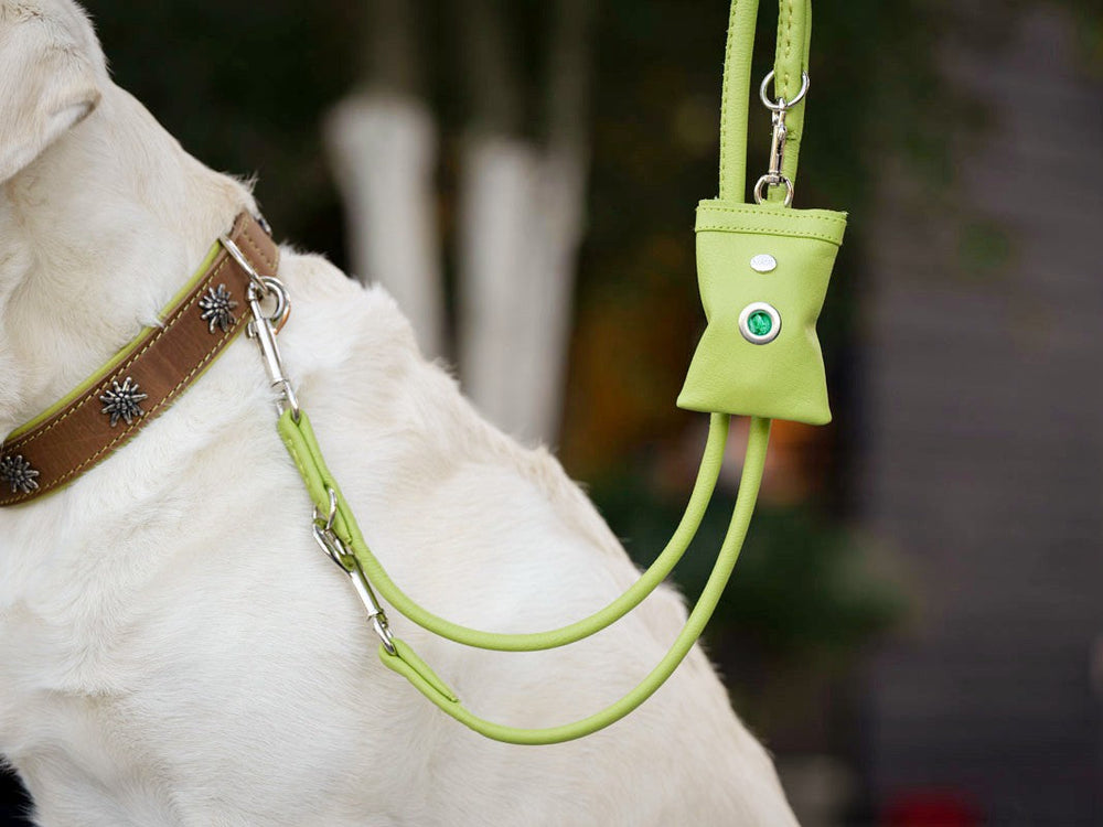 Hund mit braunem Halsband und grüner Lederleine, die einen Halter für Hundetüten zeigt.