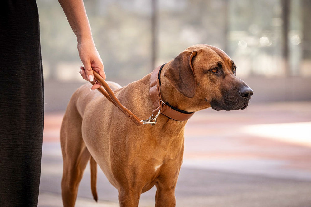 Hund mit braunem Fell und Halsband wird an der Leine von einer Person geführt, verschwommener Hintergrund.