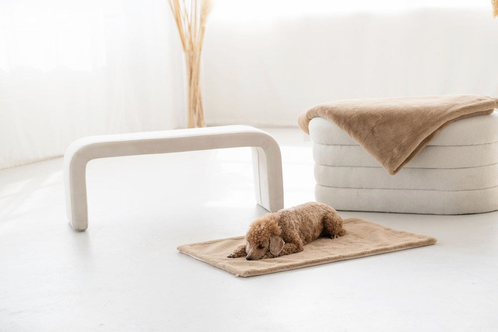 Kleiner brauner Hund entspannt auf einer Hundedecke im hellen Raum mit Teppich und modernem Tisch.