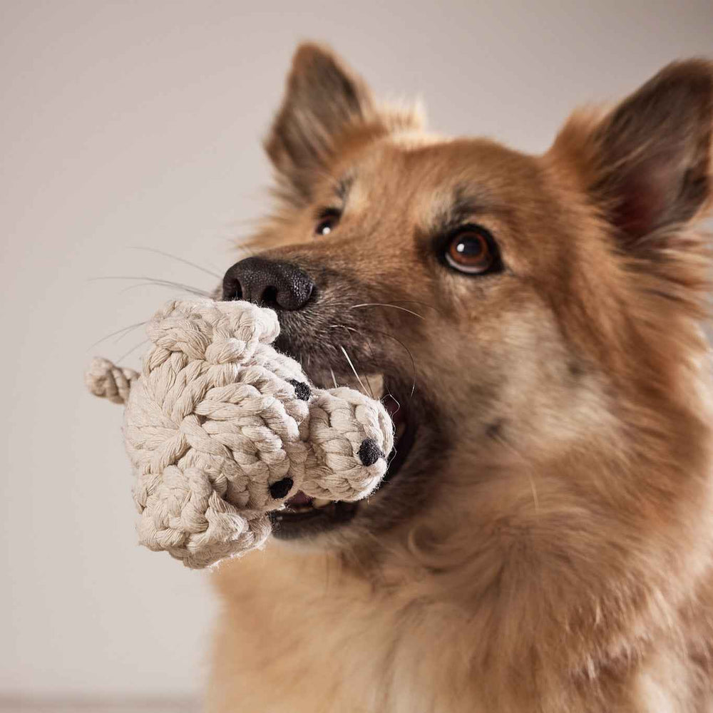 ALT-Text: Neugieriger Hund hält das Tapsi-Kult-Spielzeug, ein geknotetes Tier, im Maul vor neutralem Hintergrund.