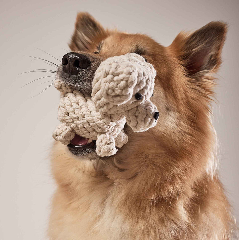 ALT-Text: Brauner Hund hält Tapsi, ein geknotetes Hundespielzeug, mit fröhlichem Gesichtsausdruck im Maul.