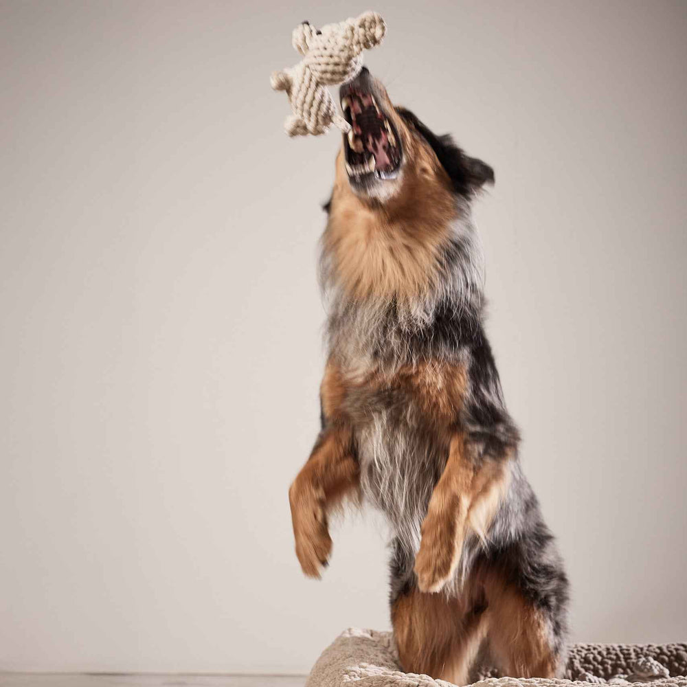 Alt-Text: Hund mit braun-grauem Fell hält geflochtenen Spielzeugknochen von Tapsi - Kult-Spielzeug für Hunde.