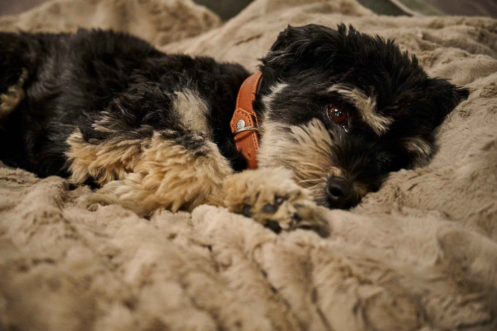 Schwarzhäutiger Hund entspannt auf beiger Webpelz-Decke, trägt braune Ledermanschette und blickt neugierig in die Kamera.