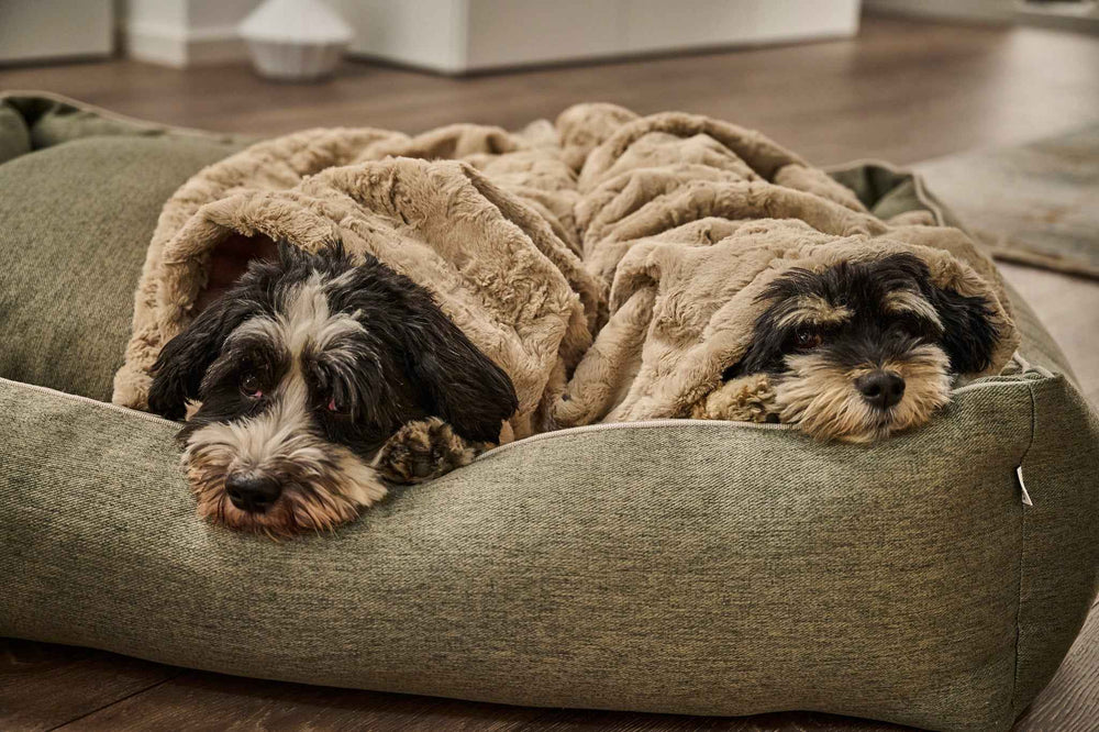 ALT-Text: Zwei entspannte Hunde liegen in einer cozy Webpelz-Decke auf einem modernen Hundebett. Warmer Holzboden im Hintergrund.
