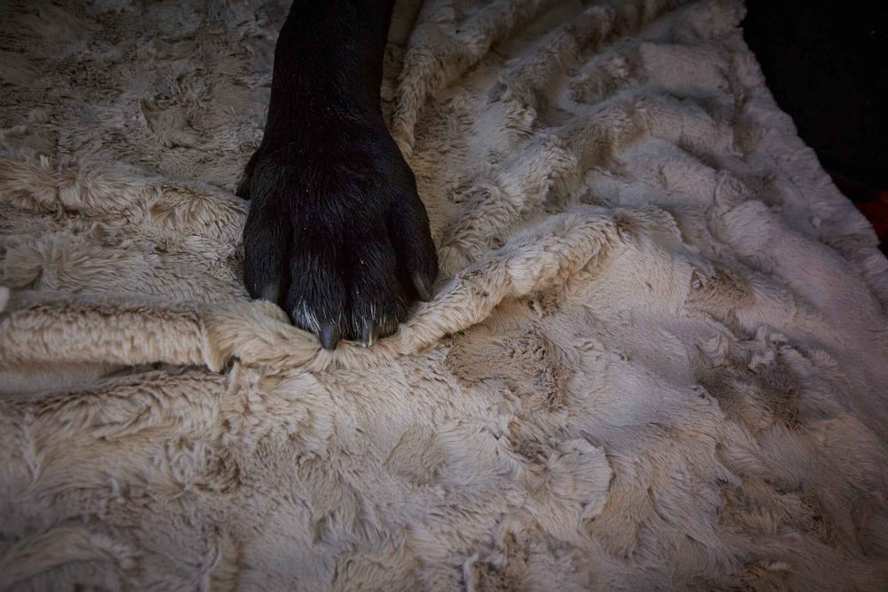 "Schwarze Hundepfote auf flauschiger, beiger Webpelz-Decke COZY - perfekt für tierliebende Komfortsucher."